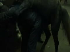 Horse sex with beastiality lover